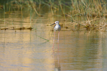 Black-winged stilt also common stilt in marsh waters. its warm tones.