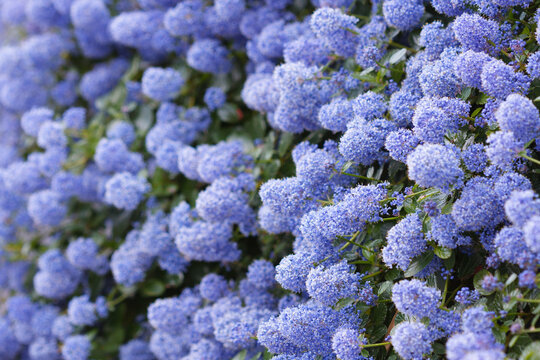 Beautiful bed of blooming Californian lilac flowers (Ceanothus thyrsiflorus repens). Shallow depth of field.