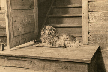 Latvia - CIRCA 1930s: Portrait of dog at wooden house entrance. Vintage archive photography