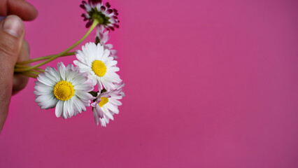 hand holding a bouquet of daisies on a pink background. Space for text. Banner