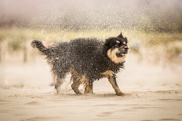 Pies otrzepujący się z wody i piasku  © nitka_zaplatana