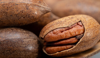 Pecan (Carya illinoinensis) is a species of hickory native to northern Mexico. The seed is an edible nut.