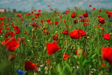 Fototapeta na wymiar Piękna polana z polnymi kwiatami