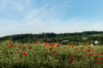 Red poppy blooming on field