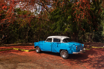 Old american car parked near to a beatiful tree full of red flowers. Cuba