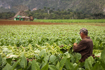 Tobacco farmers collecting tobacco leaves in a beautiful green landscape with a local house in background. Vinales, Cuba.