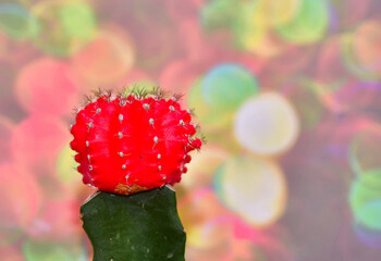 Red Moon cactus are varied mutants which completely lack chlorophyll, exposing the red, orange, or...