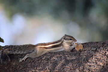 Squirrel eating or feeding on a tree