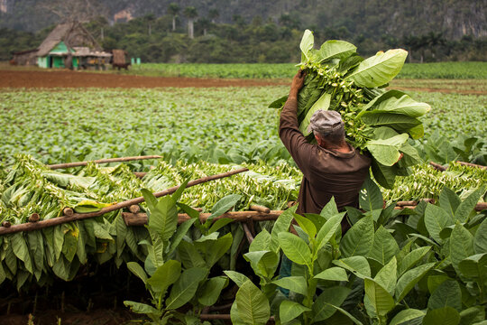 Tobacco farmers collecting tobacco leaves in a beautiful green landscape with a local house in background. Vinales, Cuba.