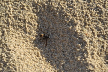 guêpe sur le sable