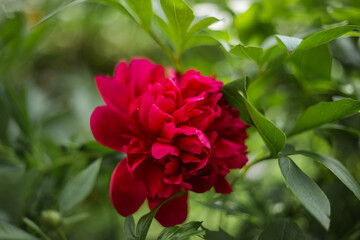 Common pink peony close up surrounded by green leaves