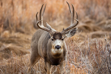 Mule deer male (buck) making eye contact