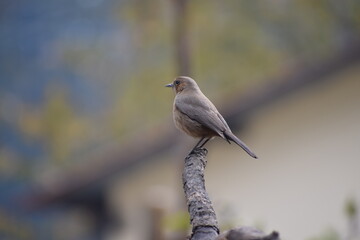Indian Robin Saxicoloides fulicata 