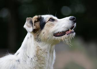 Outdoor profile portrait of a young Maremmano Border Collie mix sheep dog.
