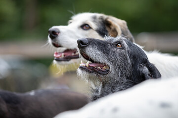 Outdoor portrait of two bright eyed mixed breed dogs, one Maremmano Border Collie mix and one Segugio Maremmano mix, looking up from within a small group of dogs.