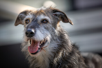 Outdoor portrait of a happy Irish wolfhound mix in warm afternoon sunlight.
