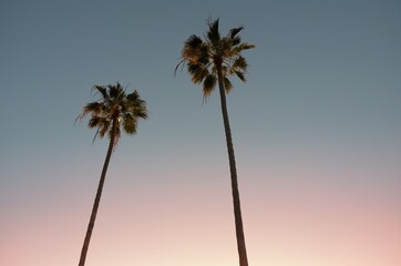 Obraz premium Palm Couple