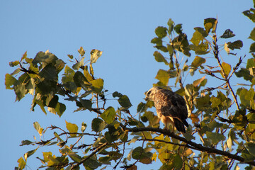 Ein Busard in einem Baum