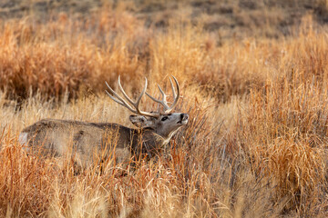Mule deer buck during rut
