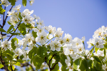 Macro and close-up of tree branch in spring time in Georgia