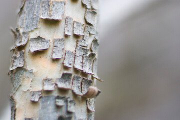 Macro and close-up of tree branch on the blur and gray background.