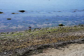Ostseeküste im Sonnenlicht mit Austernfischer 