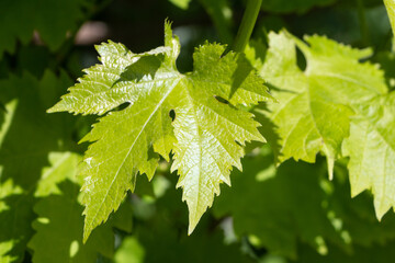 Leaves of vine in an orchard during spring