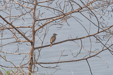 Vesper Sparrow Singing in a Tree