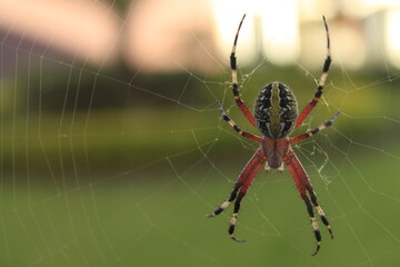 araña venenosa
