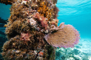Sea fan and colorful marine life growing on a Lighthouse piling underwater off Islamorada, Florida Keys, Florida