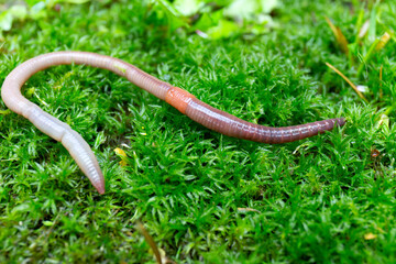 Useful Earthworm in the Nature - obrazy, fototapety, plakaty