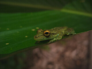 Pequeña rana de ojos amarillos en Costa Rica