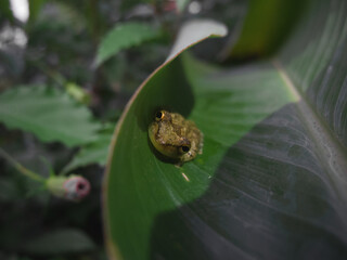 Obraz premium Small frog in costa rica