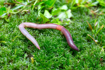 Useful Earthworm in the Nature