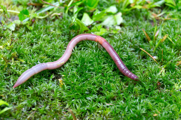 Useful Earthworm in the Nature