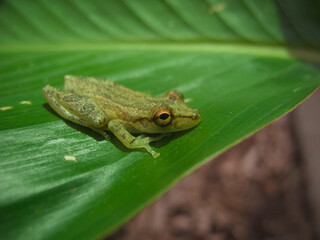 Frog on a leaf in the rain forest