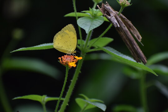 Common Grass Yellow Butterfly Eurema Hecabe