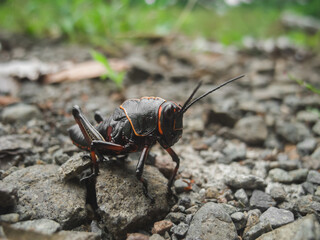 grasshopper on the ground
