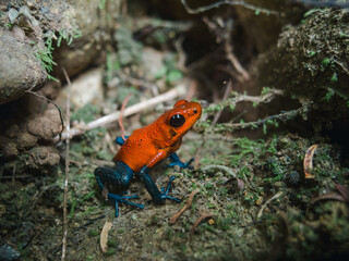 Poison dart frog in costa rica