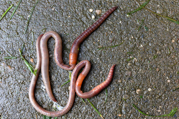 Useful Earthworm in the Nature