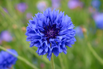 Close up image of a deep blue flower called Sheeps Bit. Botanical name Jasione montana.