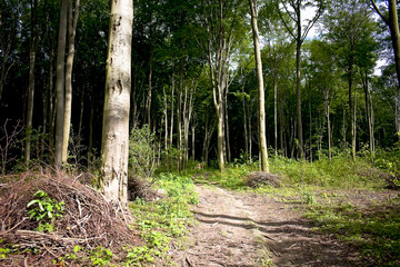 A forest road in Parowy Janinowskie