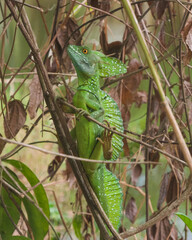 green Iguana on a branch
