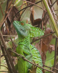 green lizard on a tree in costa rica