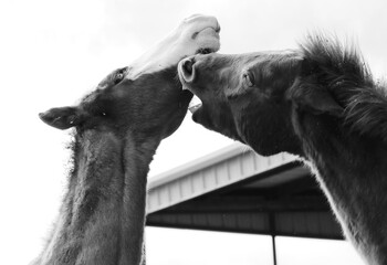 Young horses playing and fighting close up in black and white.