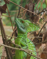 Jesus christ lizard on a brach looking at you