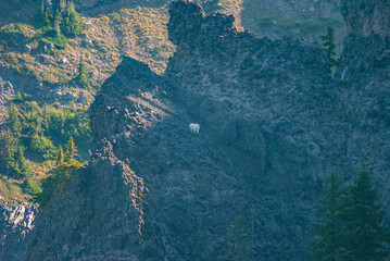Mountain Goat