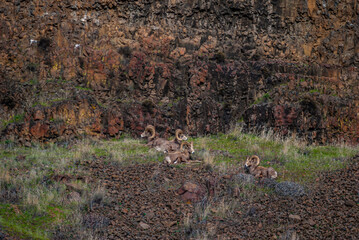 Desert-Bighorn Sheep