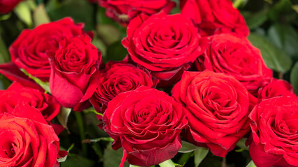 Obraz premium Red roses background. Beautiful flowers