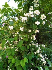 Fototapeta na wymiar green leaves background and white flowers of a jasmine